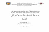 metabolismo C3 (ciclo de Calvin)
