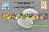 TEMA 4 Streptococcus