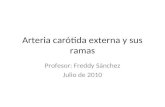 6.) Arteria Carótida Externa. Ramas Colaterales y Terminales - Prof. Freddy Sánchez