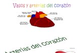 Arterias y Venas Del Corazon