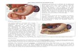 Anatomia Digestivo III (Agoto 26)