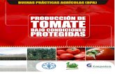 Producción de tomates bajo condiciones protegidas
