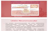 Anatomía y fisiología de la unión neuromuscular