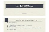 FAENA de vacunos