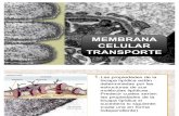 Membrana Celular Transporte[1] Nuevo