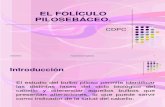 Foliculo Pilosebaceo