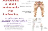 Arterias Del Miembro Inferior