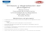 15 -Sintesis y Degradacion Del Glucogeno Clase 15
