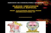 Ppt Plexos Nerviosos y Medula