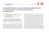 Glucólisis, Gluconeogénesis y vía de las pentosas fosfato