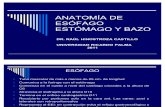 Anatomia de Esofago Estomago y Bazo
