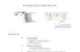 Trabajo de Raquis Cervical-Total (1)