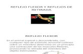 Reflejo Flexor y Reflejos de Retirada