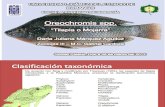 Oreochromis spp