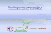 Clase 6. Replicacion Reparacion y Recombinacion Del DNA