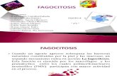 Fagocitosis Expo