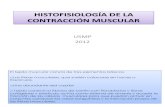 Tejido Muscular Histologia Contraccion