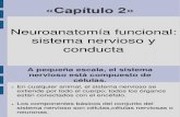 02. Psicologia Biologica. Neuroanatomia Funcional