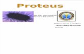 Proteus Final