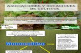 Aula de Agroecologifapa Chipiona_asociaciones y Rotaciones
