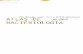 Atlas Bacteriologico.A