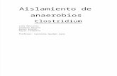 Aislamiento de anaerobios Clostridium versión final