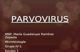 Parvo Virus