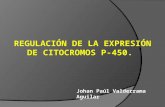 REGULACIÓN DE LA EXPRESIÓN DE CITOCROMOS P-450