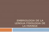 Embriologia de La Lengua Fisiologia de La Faringe