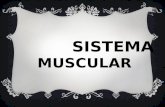 Sistema Muscular y Cavidades Corporales