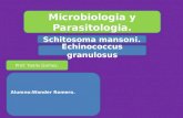 Schitosoma Mansoni + Equinococcus Granulosus