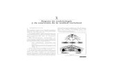 Embriologia y Anatomia Columna Vertebral
