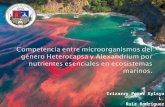 Competencia entre microorganismos del género Heterocapsa y Alexandrium por nutrientes esenciales en ecosistemas marinos.