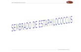cultivo de "Staphylococcus" "VISITEN MI BLOG ALLÍ ESTOY SUBIENDO NUEVOS ARCHIVOS http://quimicofiq.blogspot.com/"