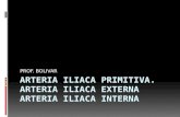 8.) Arteria Ilíaca Primitiva. Arteria Ilíaca Externa 9.) Arteria Ilíaca Interna (Arteria Hipogástrica) - Prof. Pedro Bolívar
