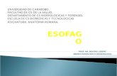 7.) Esófago-Estómago, Peritoneo (Definición, Formas y Epiplón Mayor-Menor) - Prof. María Lüdert