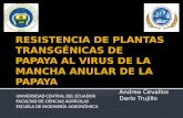 RESISTENCIA DE PLANTAS TRANSGÉNICAS DE PAPAYA AL VIRUS DE LA MANCHA ANULAR DE LA PAPAYA