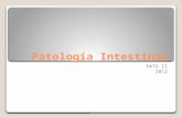 Patología de Intestino