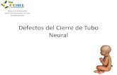 Defectos Del Tubo Neural (2)