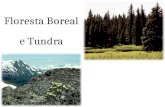 Floresta Boreal e Tundra