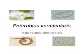 Enterobius vermicularis-2011