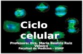 Nucleo Celular _ Ciclo Celular 2012 Io