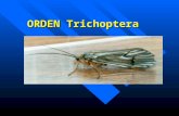Chapter 32 ORDEN Trichoptera & Lepidoptera