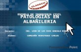 Patologia en Albañileria
