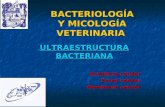 Bacteriología veterinaria (capsula, membrana y pared)