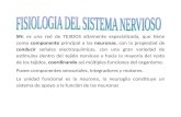 Fisiologia Sistema Nervioso I