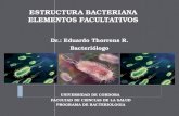 Estructura Bacteriana Elementos Facultativos (2).pptx