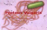 Proteus Vulgaris