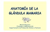 anatomia de la glandula mamaria diap.pdf