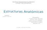 Estructura Anatómica del Bovino